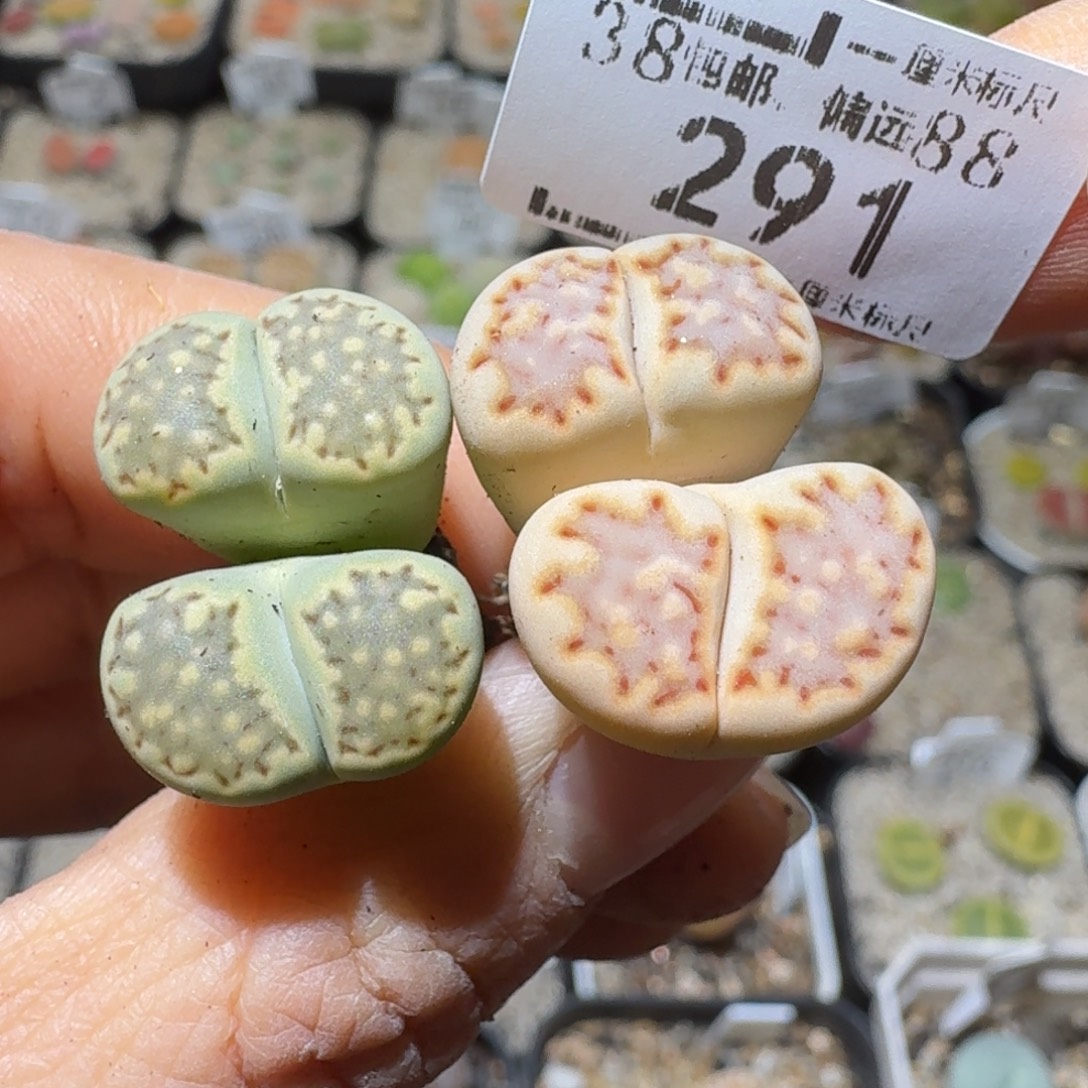 Sss精品清货款291