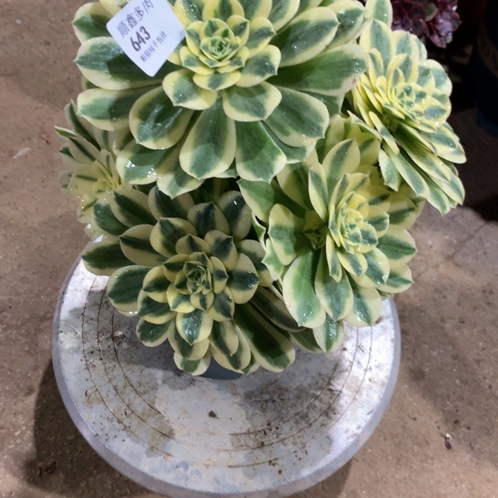 643迈巴赫多肉植物