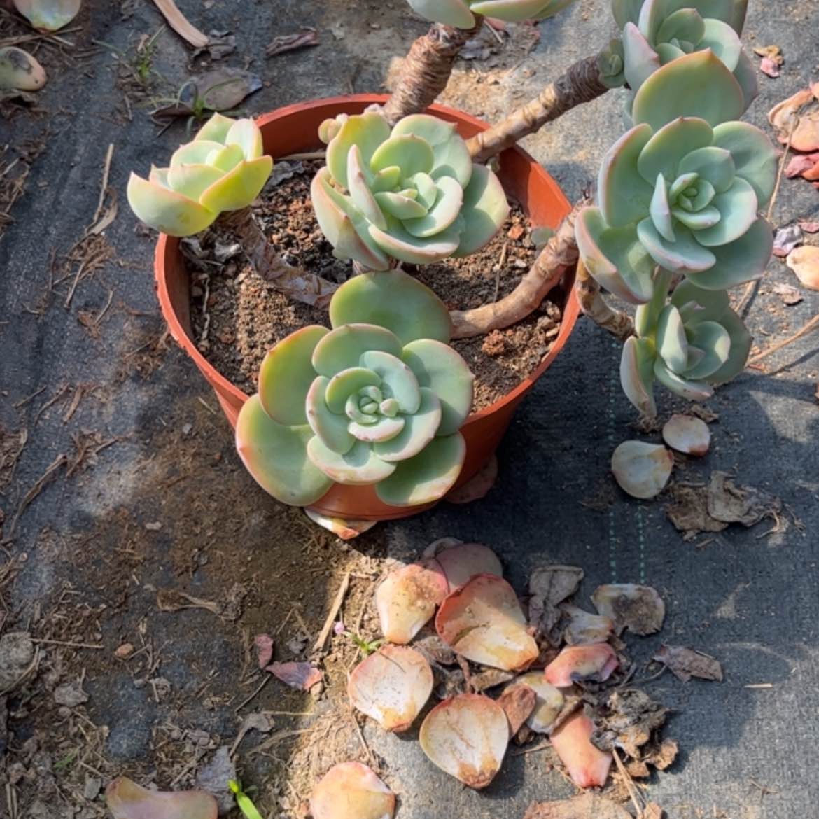 【闪购商品】无花朵左*