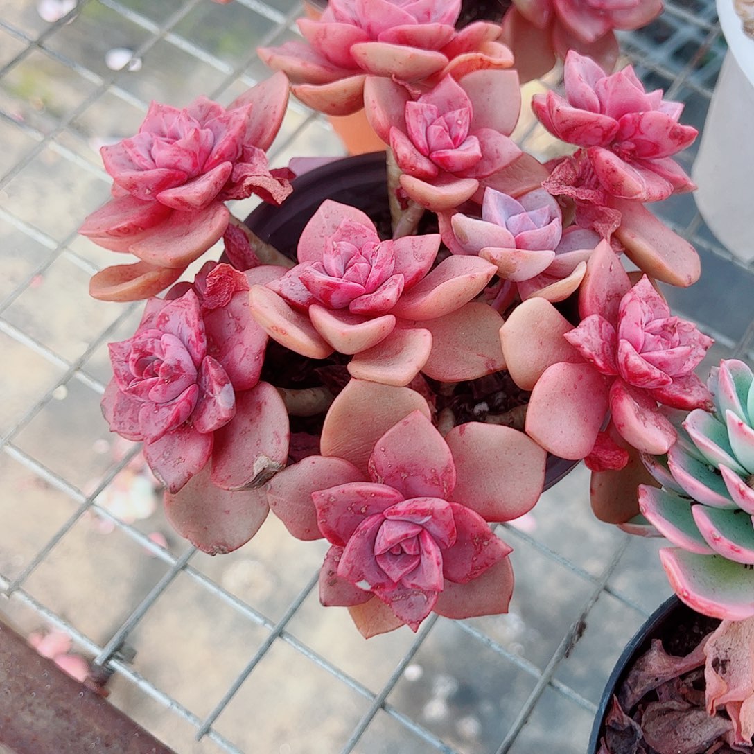 琉璃盏多头群生精品特价