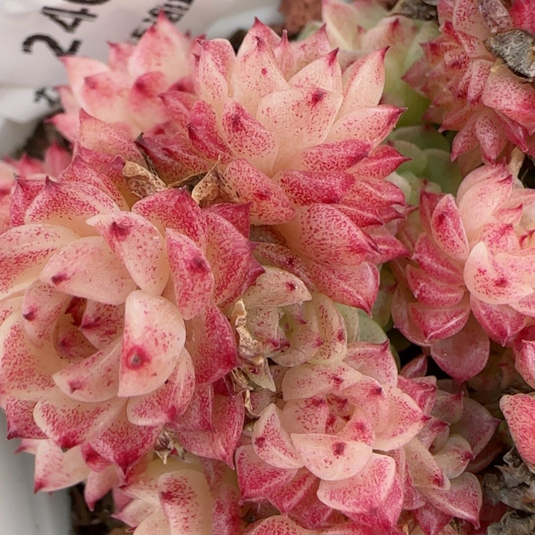 s****e花语逸镜0127-240散