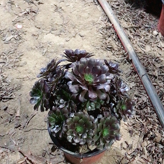 拾***1黑铜法师多肉植物15