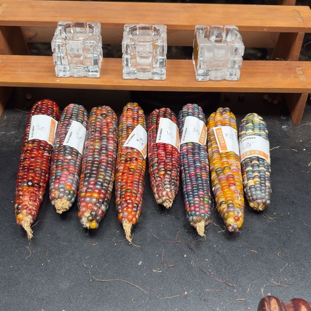 执***爱银S925七彩宝石文玩玉米