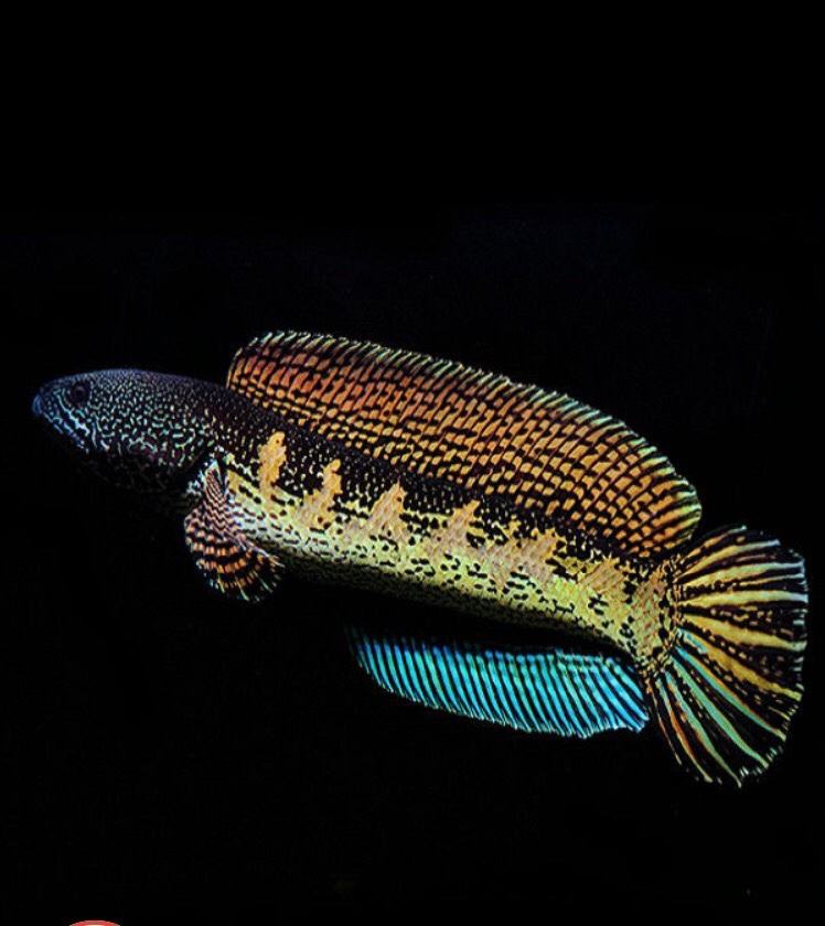 眼镜蛇雷龙单品专用