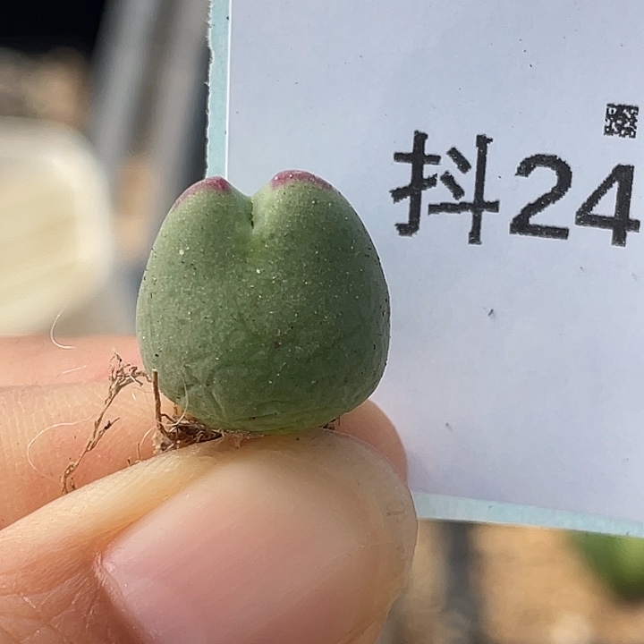 24-12比卡丘多肉植物