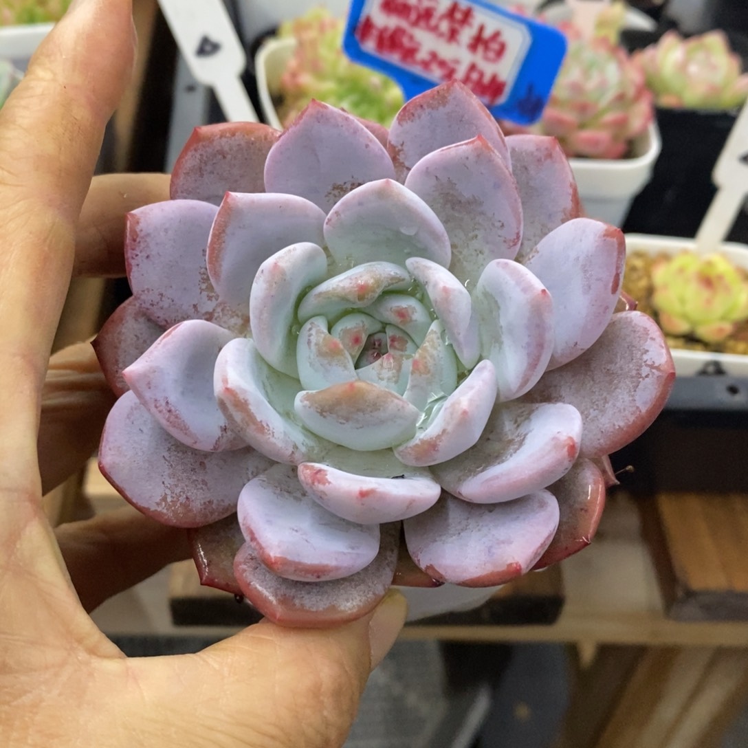 精品多肉一物一拍不包整191