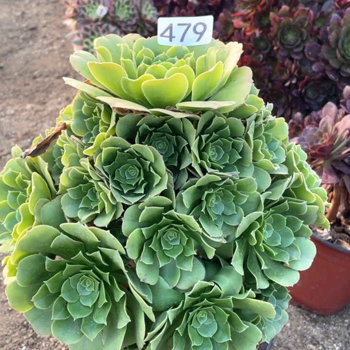 479多肉植物绿玫瑰