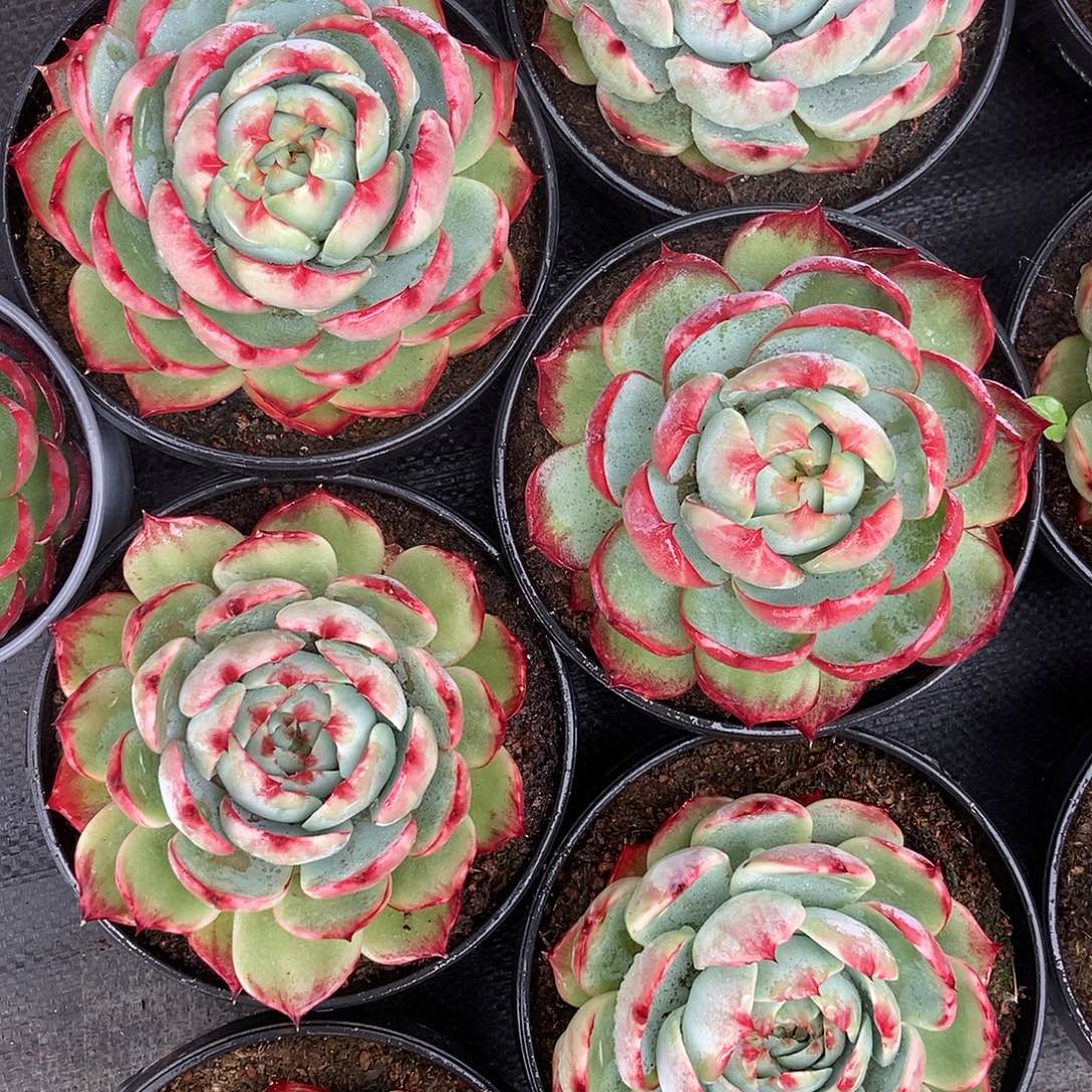 惊鸿宽叶随机发货