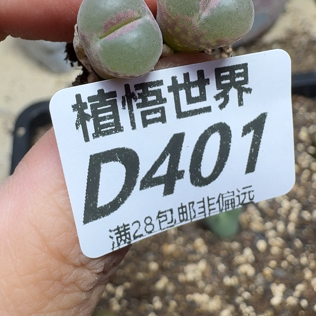 多肉植物的润泽fgv