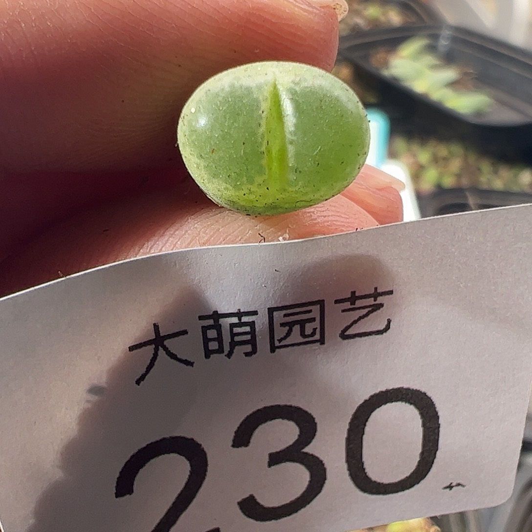 一物一拍莉迪亚小雀斑风铃MG1810.26。230