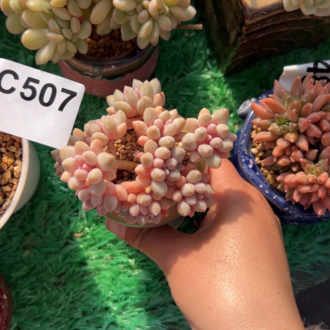 *****606满38包邮一物一拍