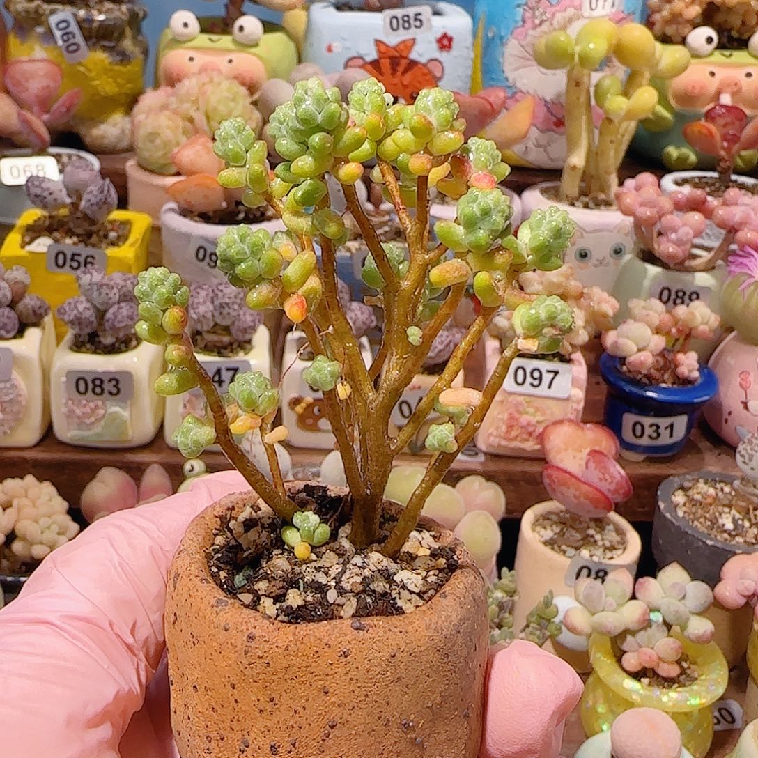 小****T幸运树带盆土盆口3.5cm