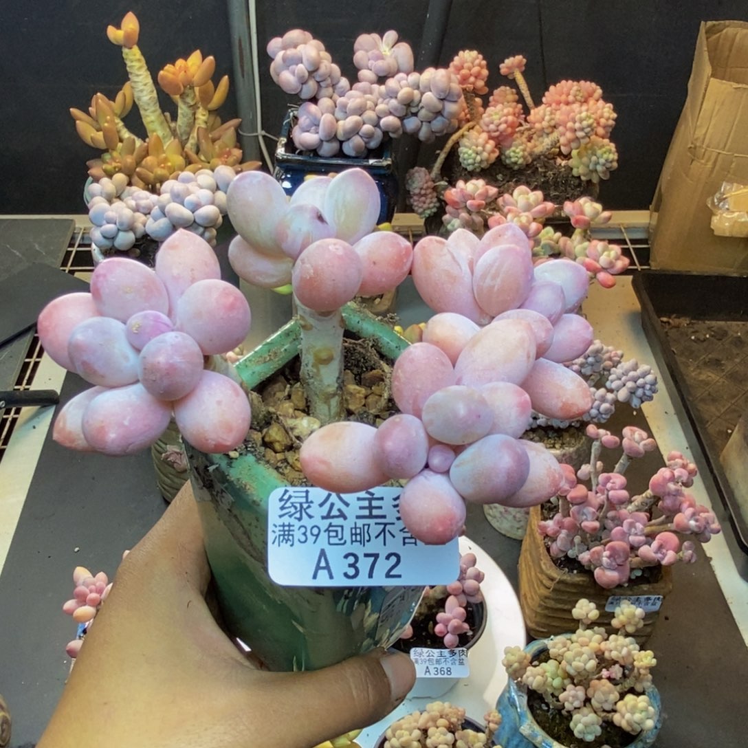 372香水手指奶多肉7cm