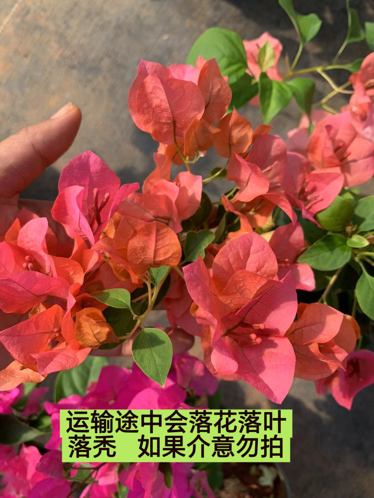 【暗斑夕阳红】介意落花落叶落秃 轻微折枝的勿拍  无售后