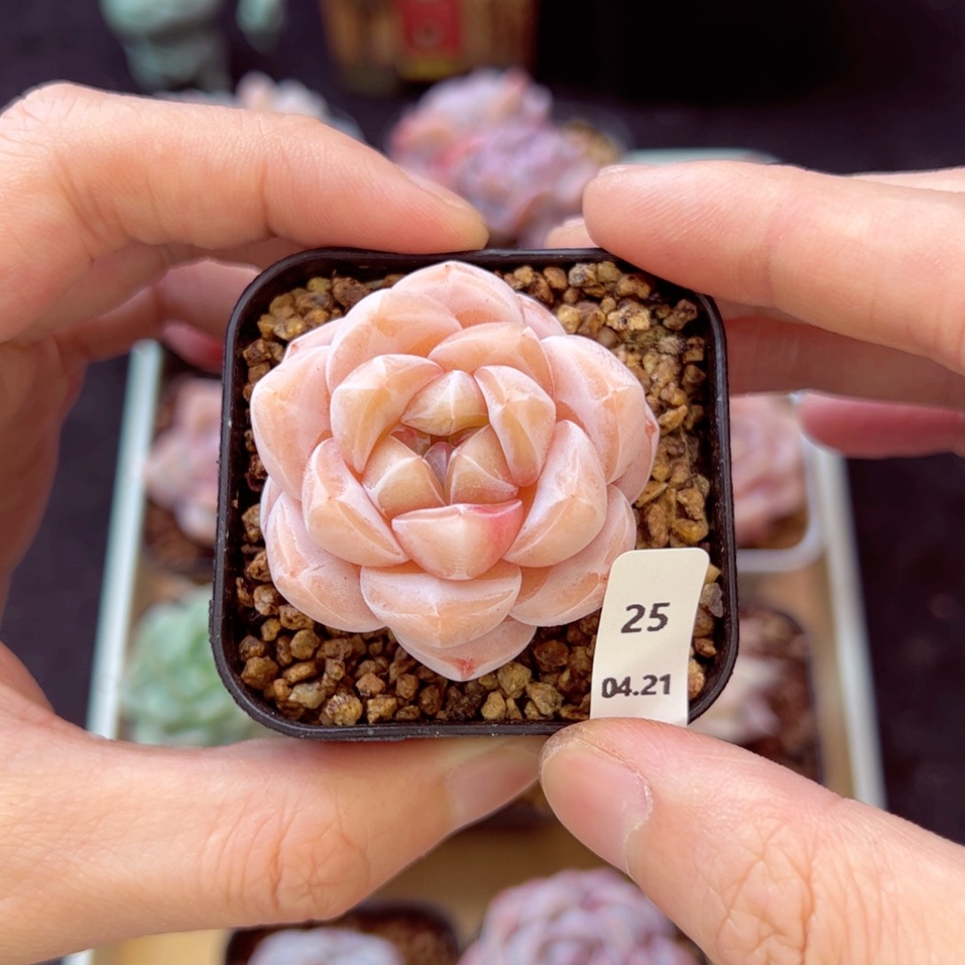 茶卡25、哈哈哈哈