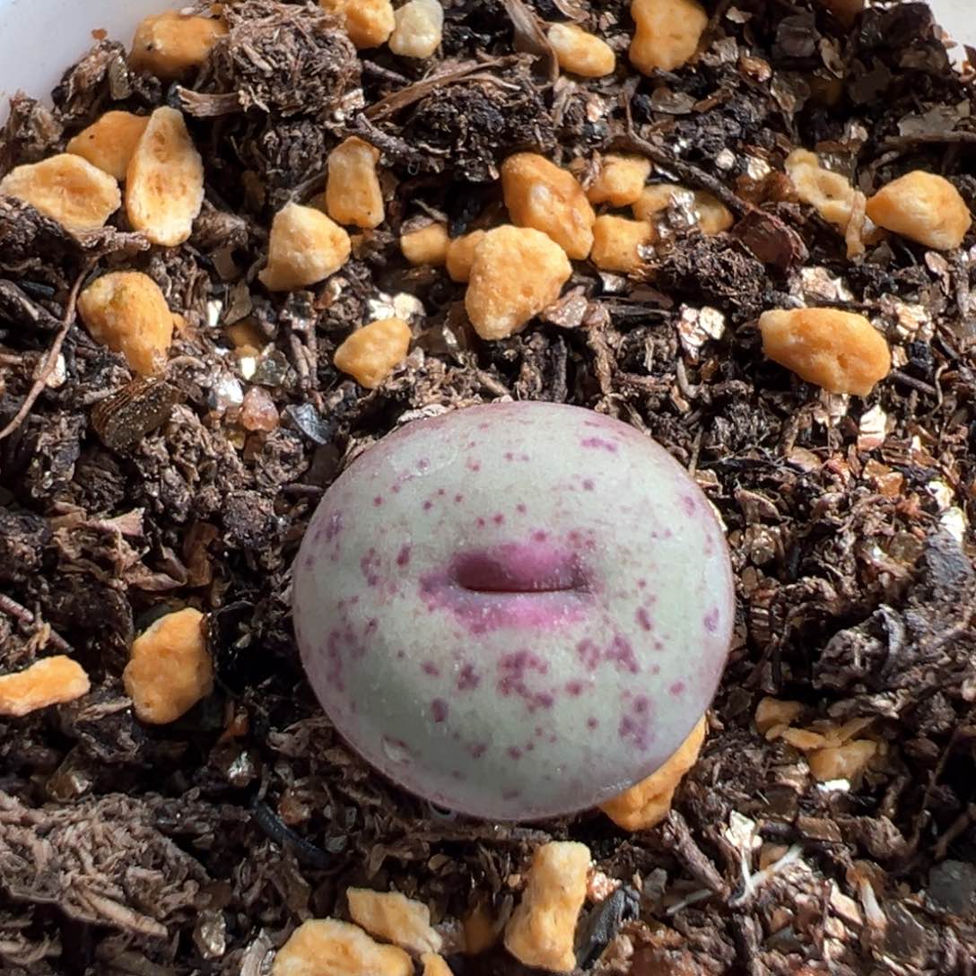 多肉植物175号小红嘴