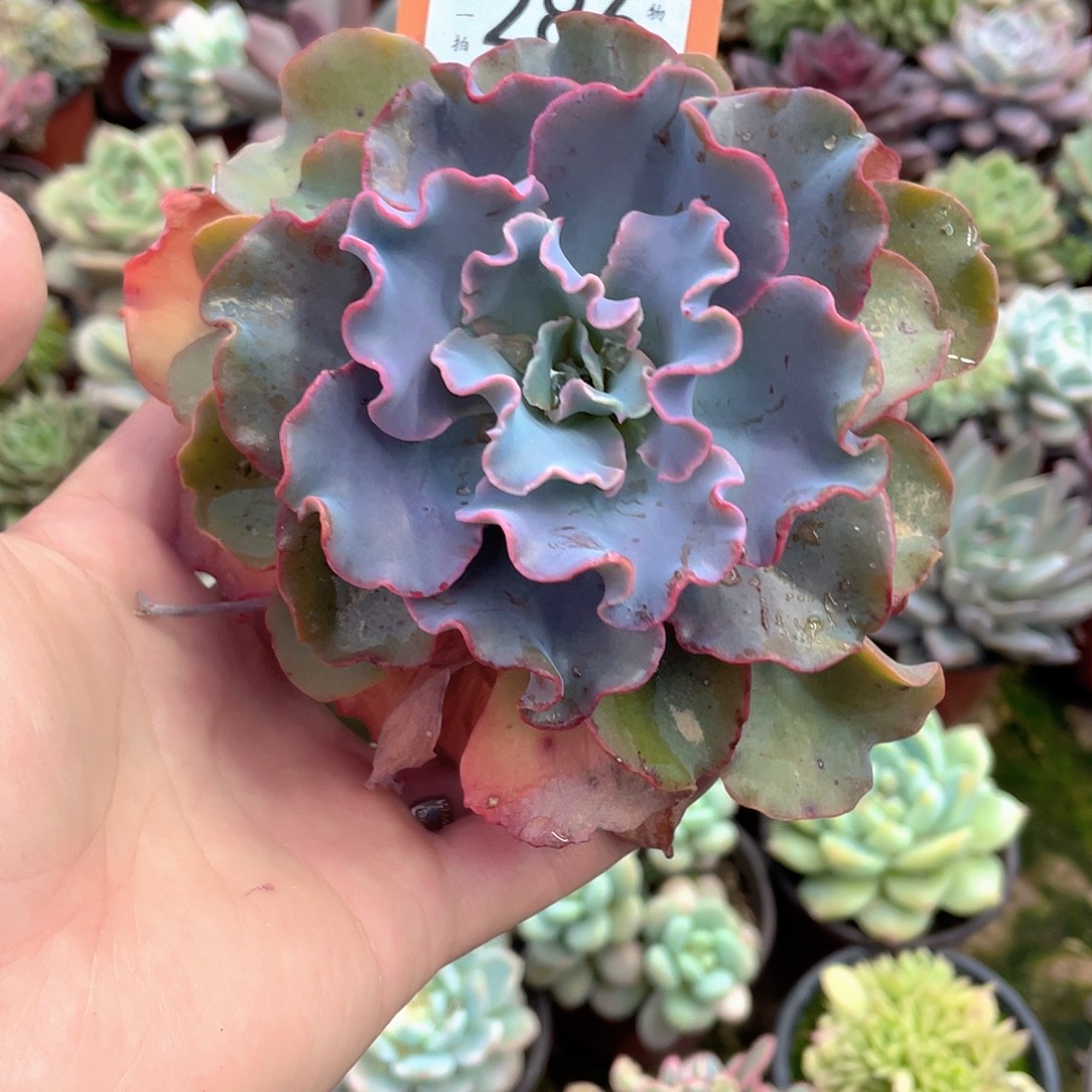 ****余286号多肉植物盆栽