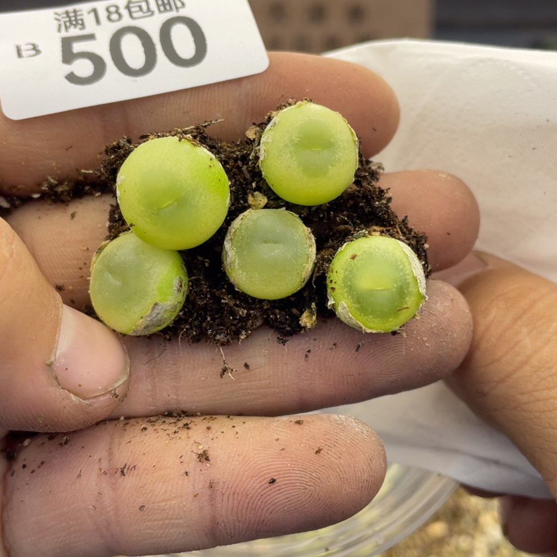 无铅玻璃丁*000000000500