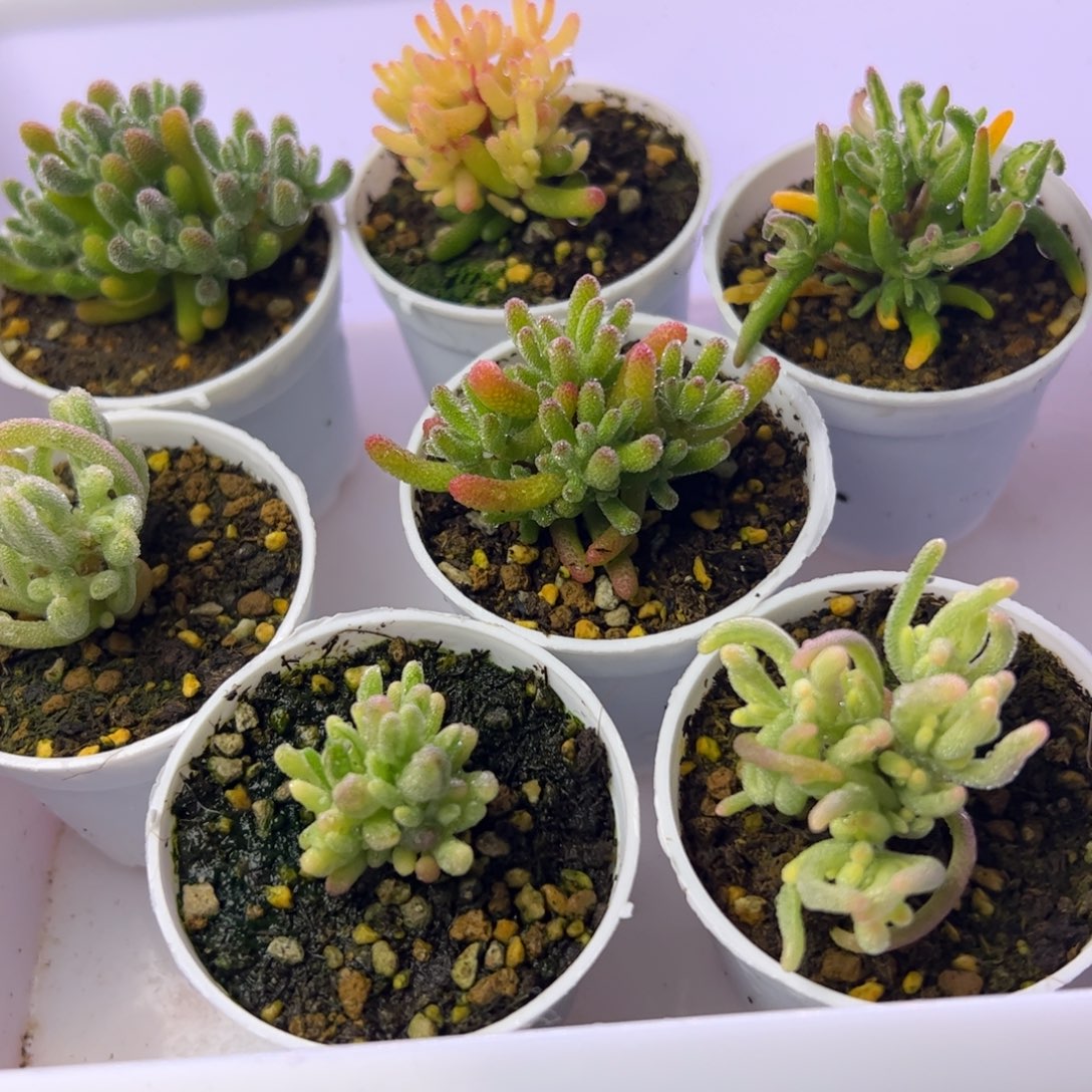 多肉植物枝干组合7颗