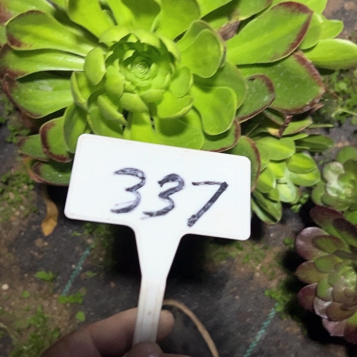 多肉植物法师法师