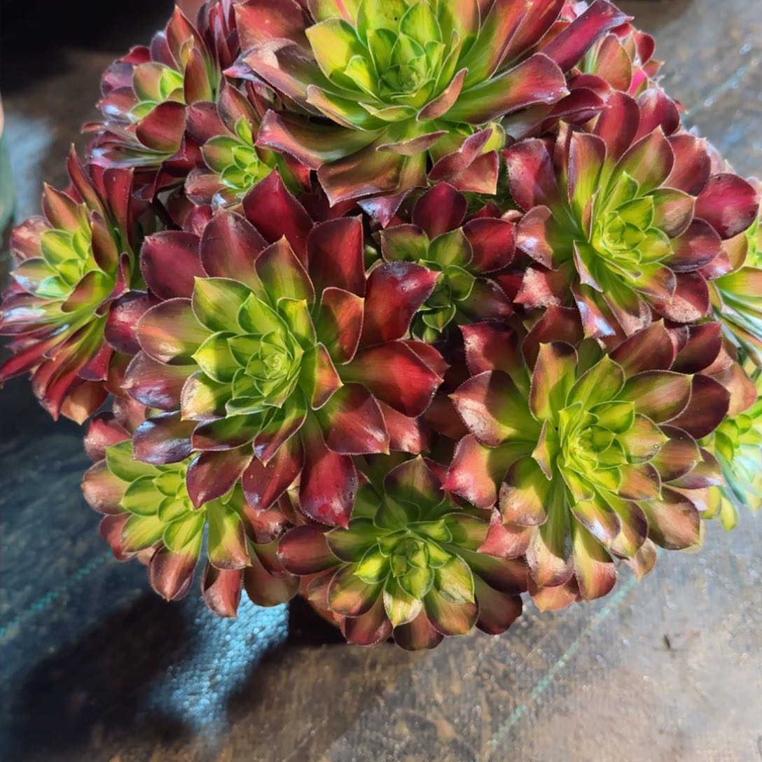 7147多肉韶华多肉多肉