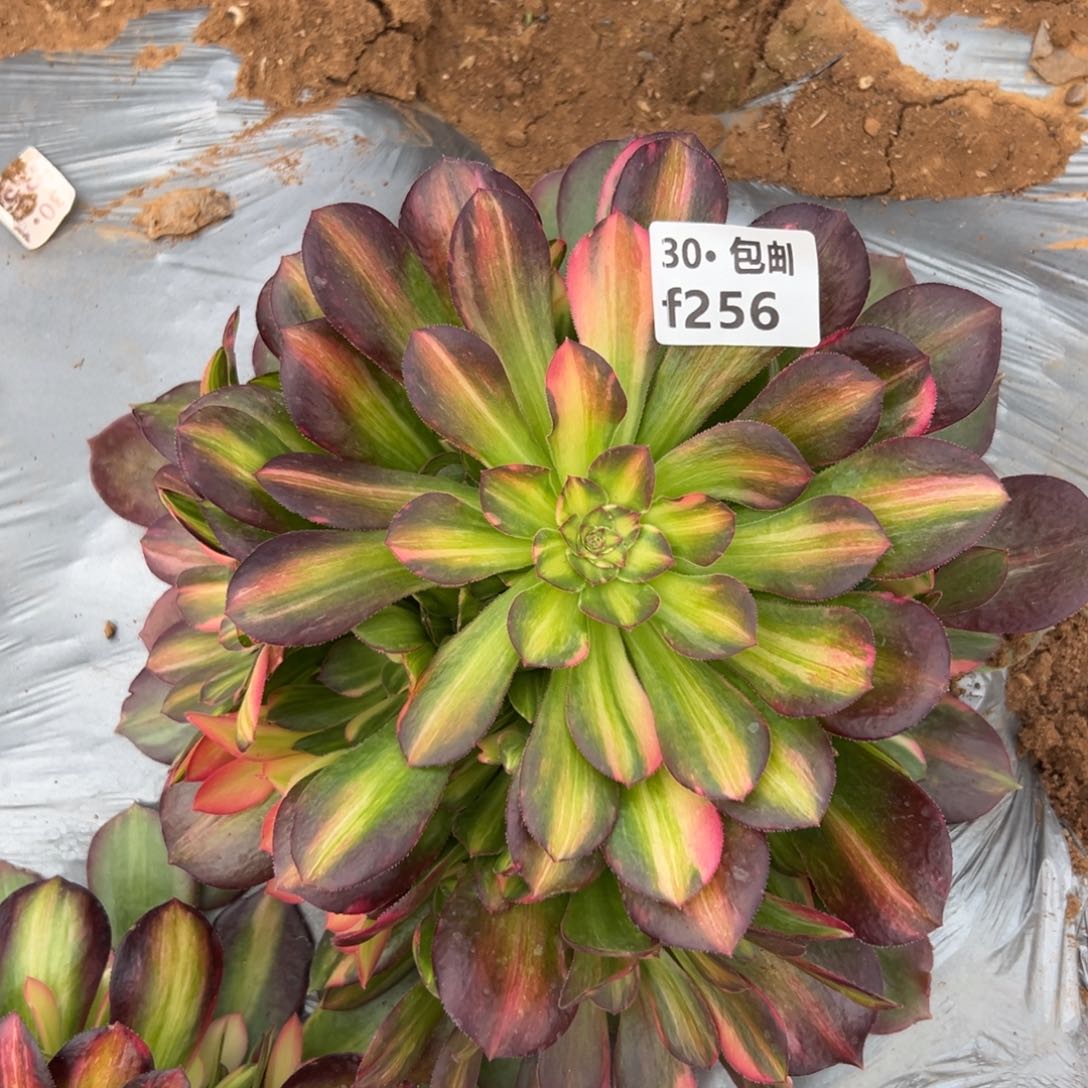 256 多肉法师邵修七彩