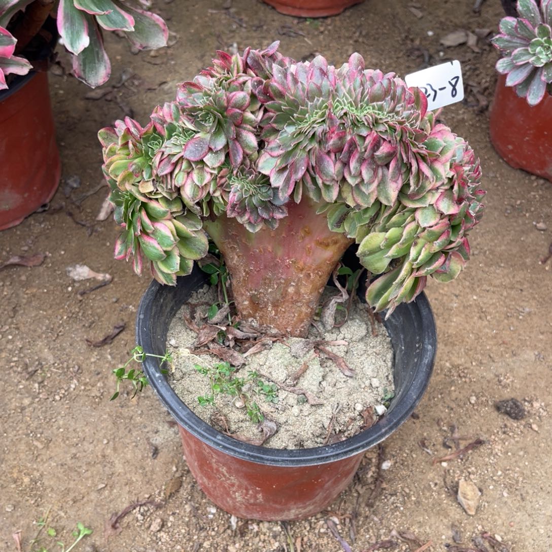 12-22-8雨荷缀化法师锦