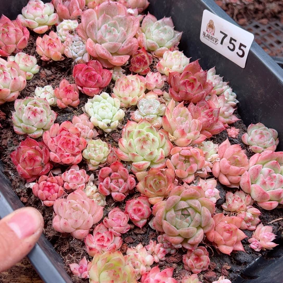 小*朵多肉植物多肉植物