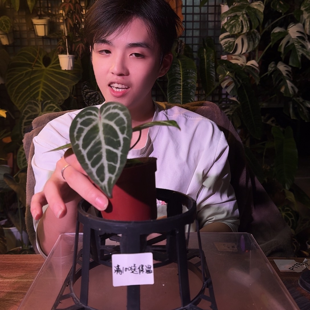 不开花植物G232极品小钻石杂米歇尔