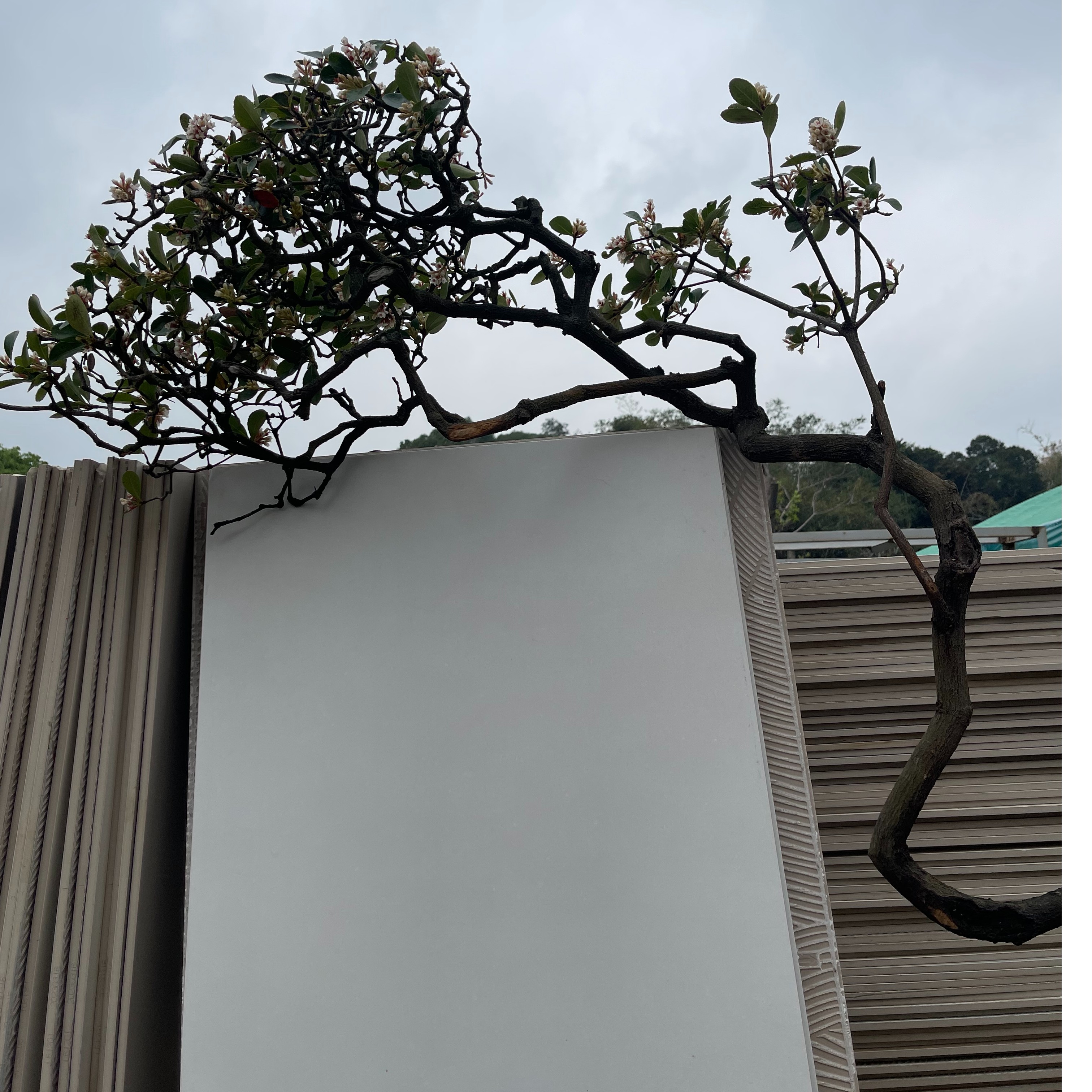 海岛栀子花春花搭配石枫打造独特盆景