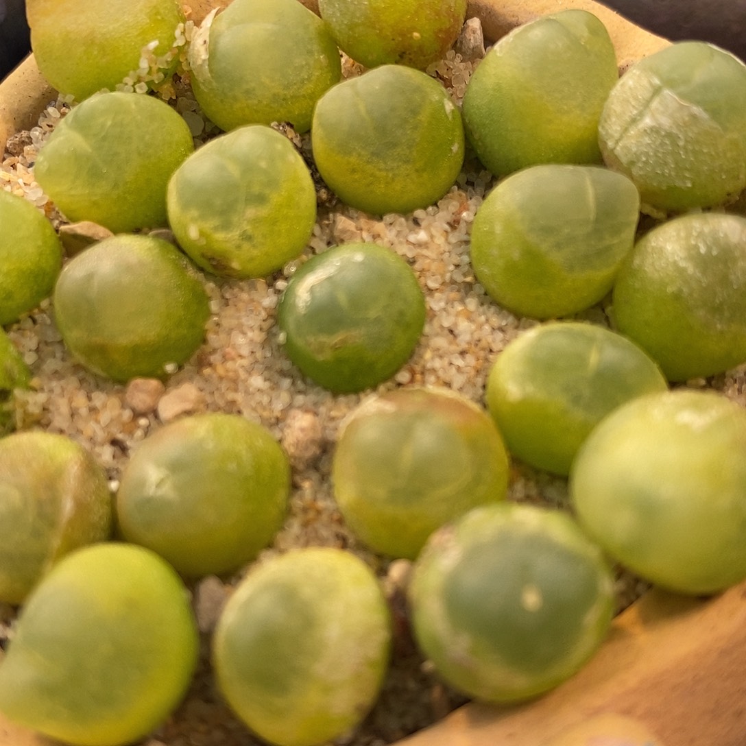 220紫皮拉登一颗。      