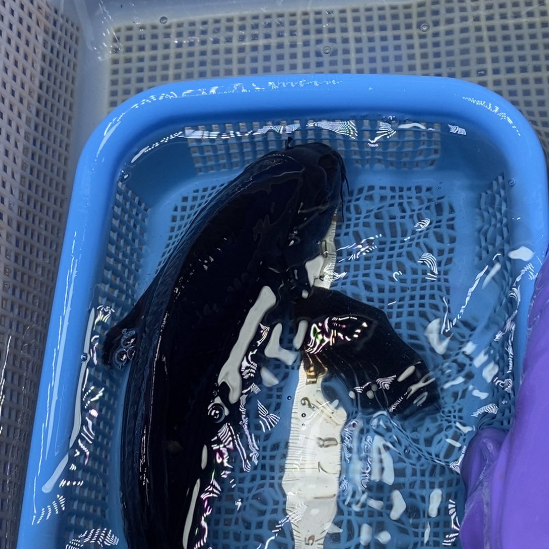 锦鲤冷水锦鲤包邮