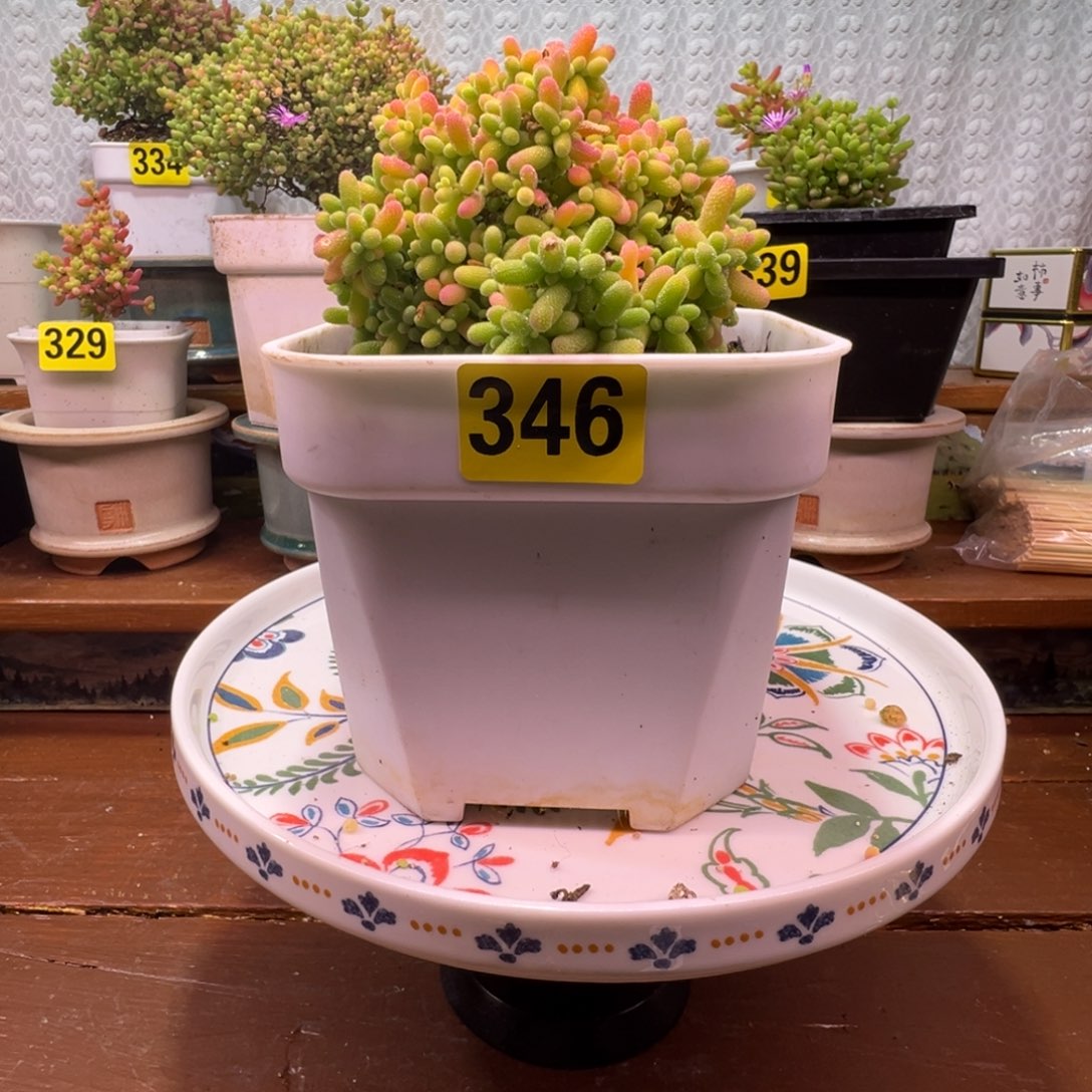 枝干番杏多肉植物346
