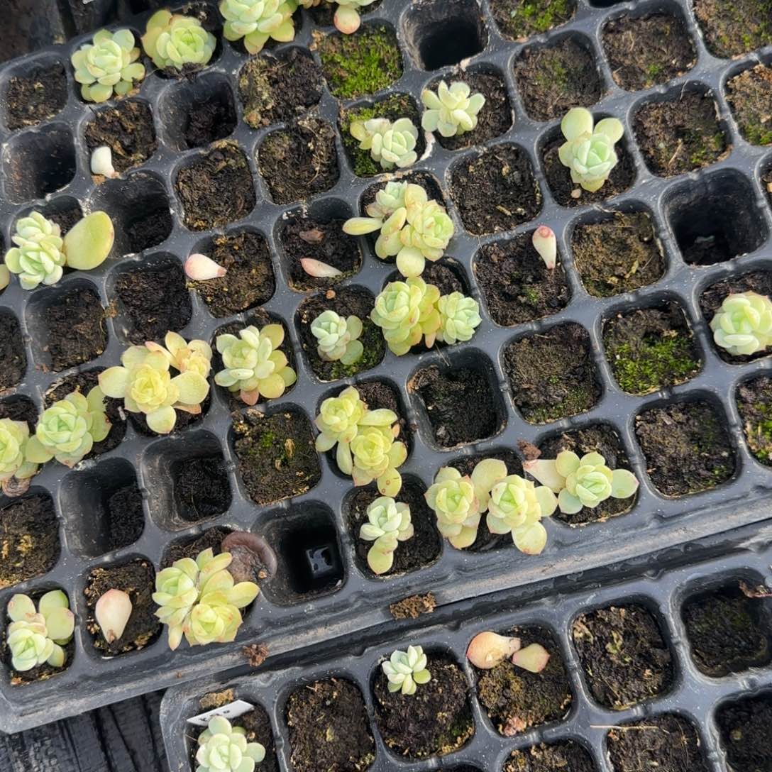 大P73 穴一个满25包邮