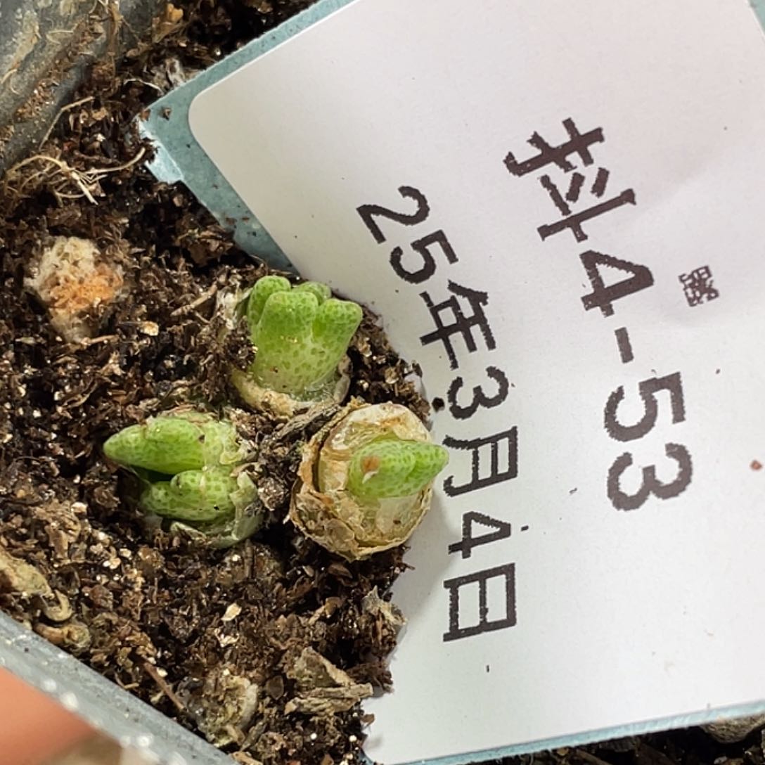 4-53鹿角斑马多肉植物