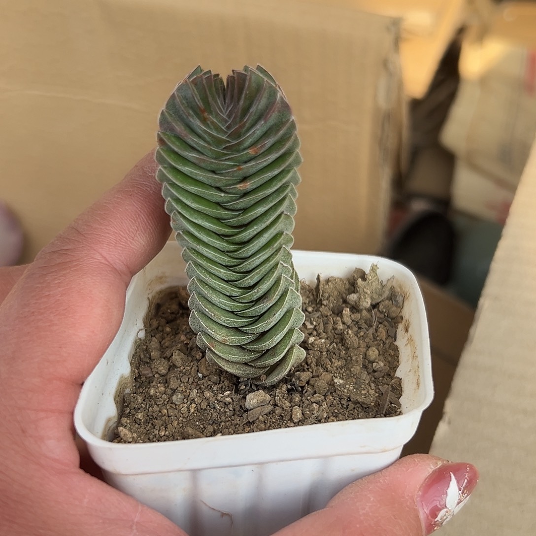 多肉植物多肉植物