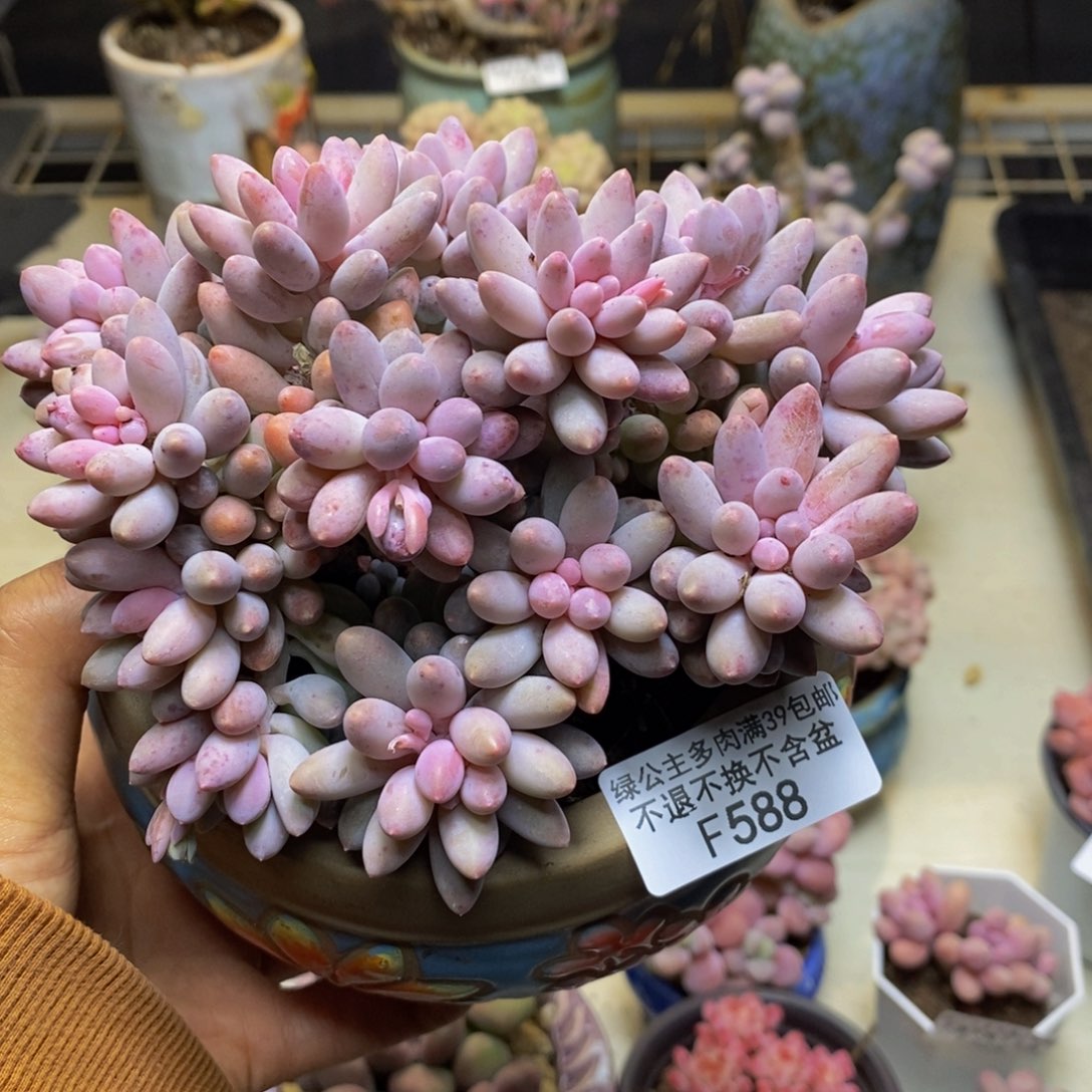 588婴儿手指多肉12c m