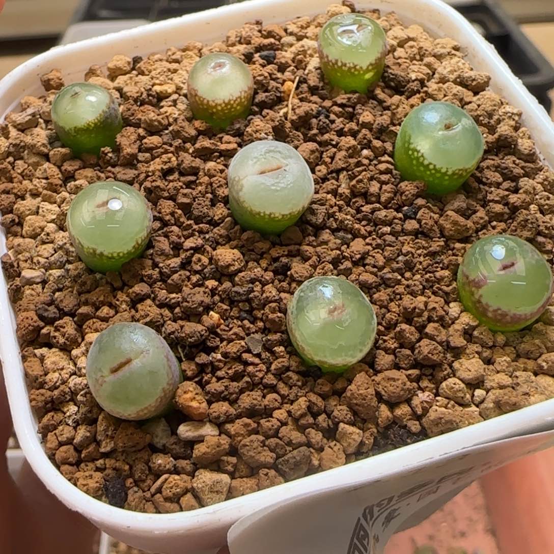 谦**沉13-331pppppppp