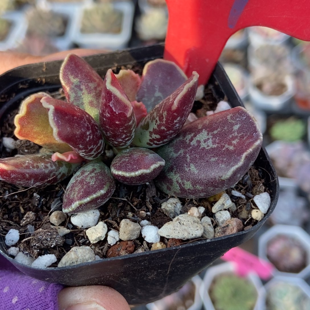 979紫酷博多肉以后