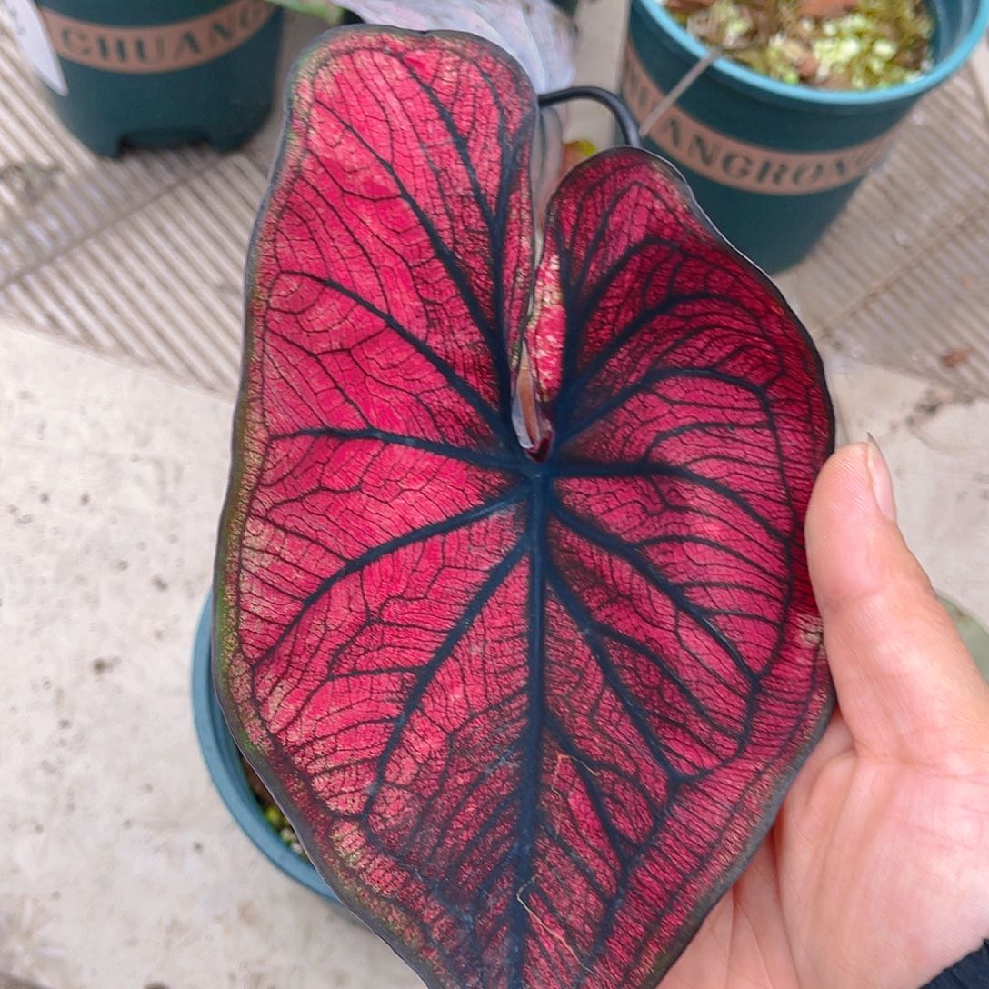 完全开放泰彩一物一拍8032