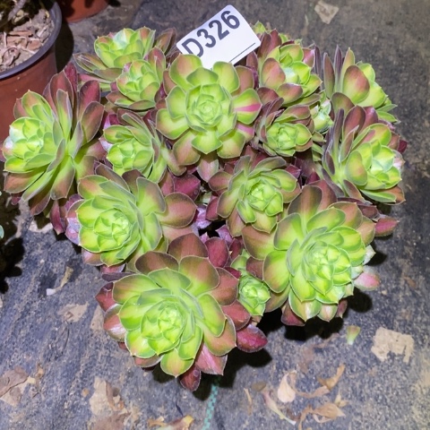 韶华多肉植物法师