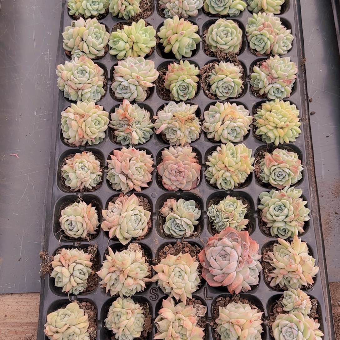 直播一物一拍多肉51