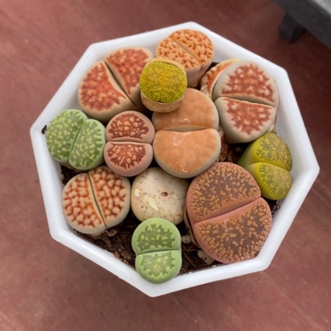 生石花群7仙人球