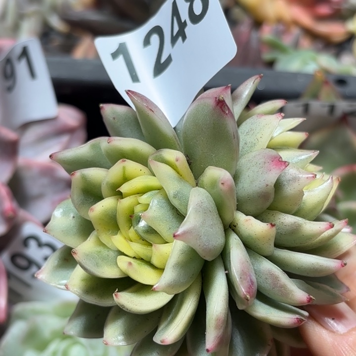 多肉植物满18包邮当场凑单