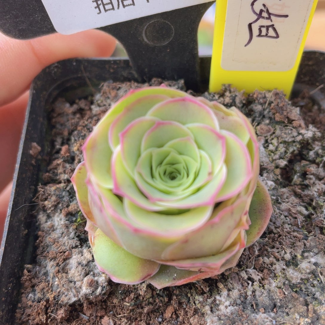 玥康妲玫瑰多肉一物一拍y604