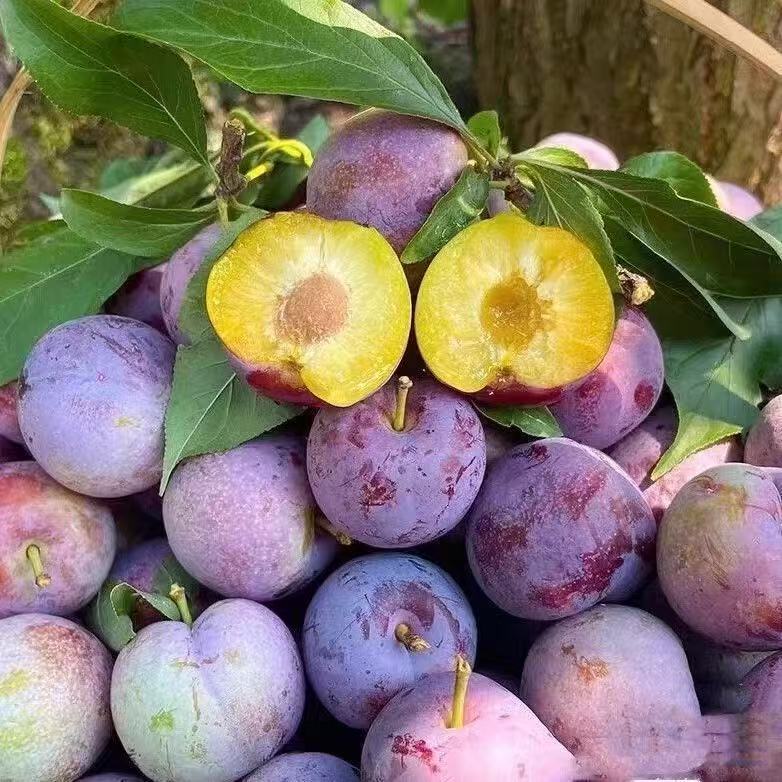 四川汶川高山现摘脆红脱骨李子新鲜当季脆甜多汁水果
