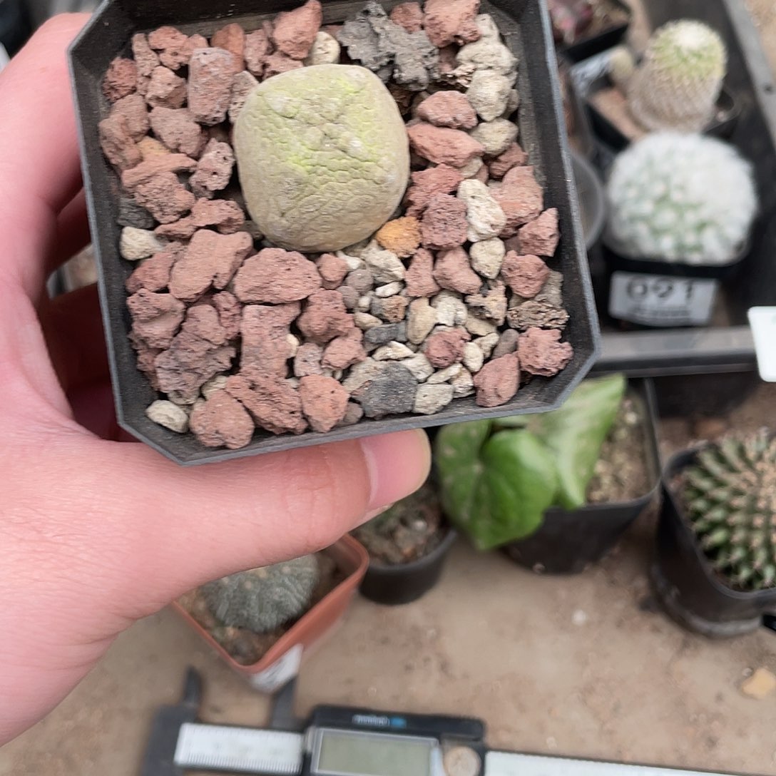 384凝蹄玉（满18包邮）