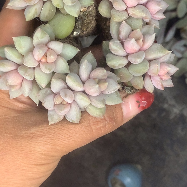 象牙奶双7颗。包邮。多肉