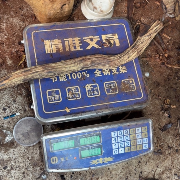 江*洪缅甸小叶降真香定制