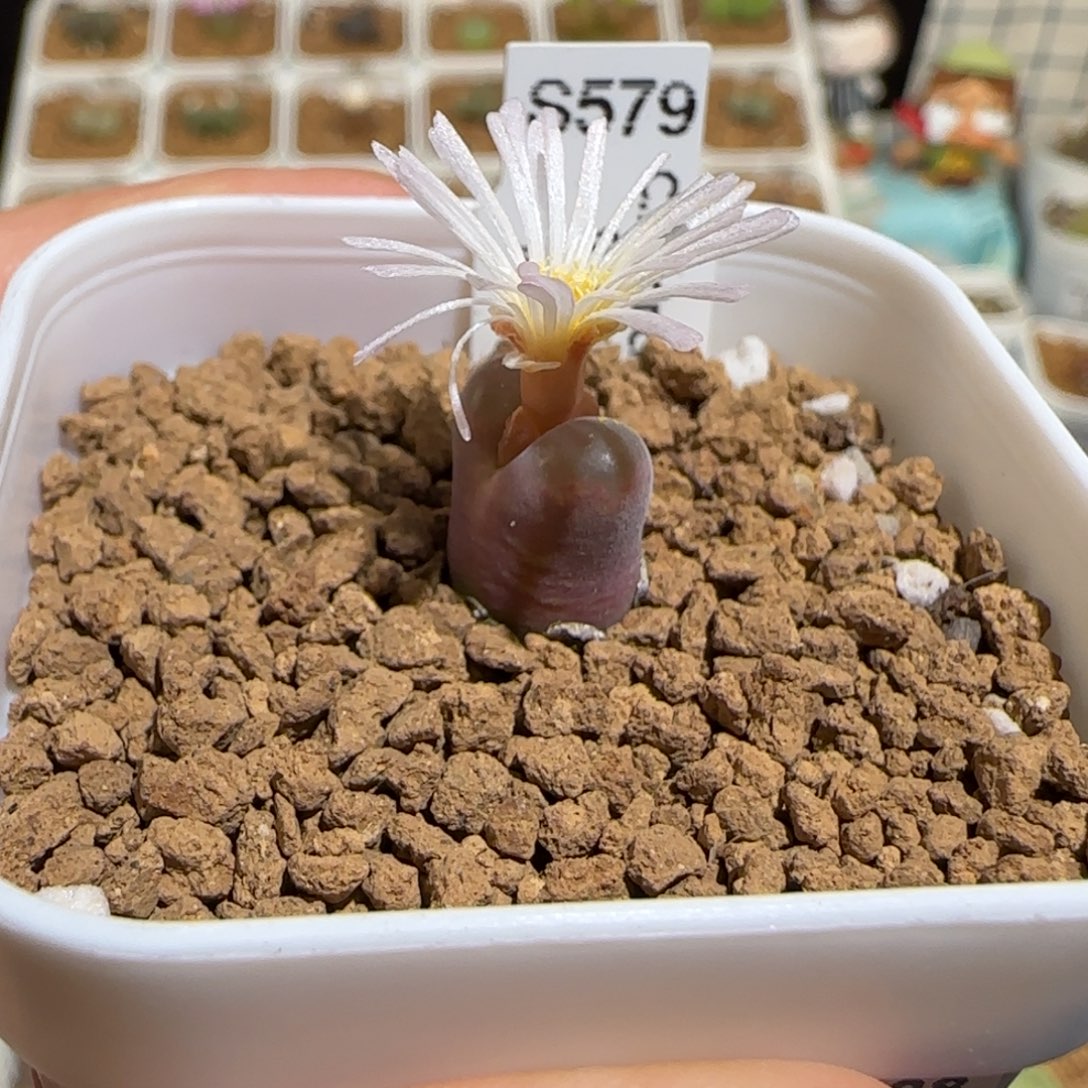 用***3肉锥多肉植物组合-188